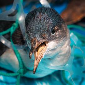 Vogel in Plastikmüll gefangen Vogel in Plastikmüll gefangen