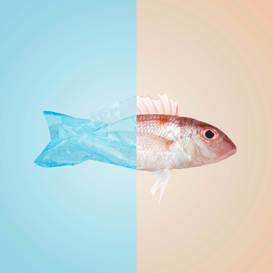 Das Bild zeigt eine kreative Komposition: Der linke Teil eines Fisches besteht aus transparentem, blauem Kunststoff, während der rechte Teil ein natürlicher Fischkörper auf einem beige-farbenen Hintergrund ist. Das Bild zeigt eine kreative Komposition: Der linke Teil eines Fisches besteht aus transparentem, blauem Kunststoff, während der rechte Teil ein natürlicher Fischkörper auf einem beige-farbenen Hintergrund ist.
